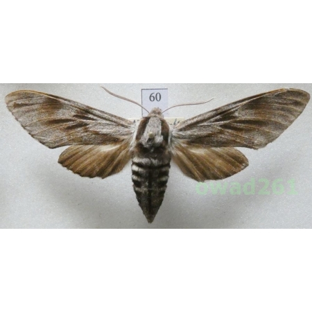 Sphinx pinastri (Linnaeus, 1758) Czech39